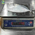 Frozen White Moonfish pomfret from China Fujian